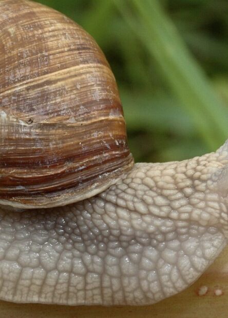 Roman snails/Leatherhead padel centre/Nikhil Mohindra