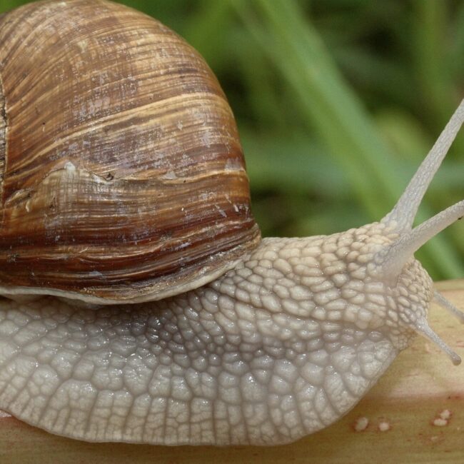 Roman snails/Leatherhead padel centre/Nikhil Mohindra