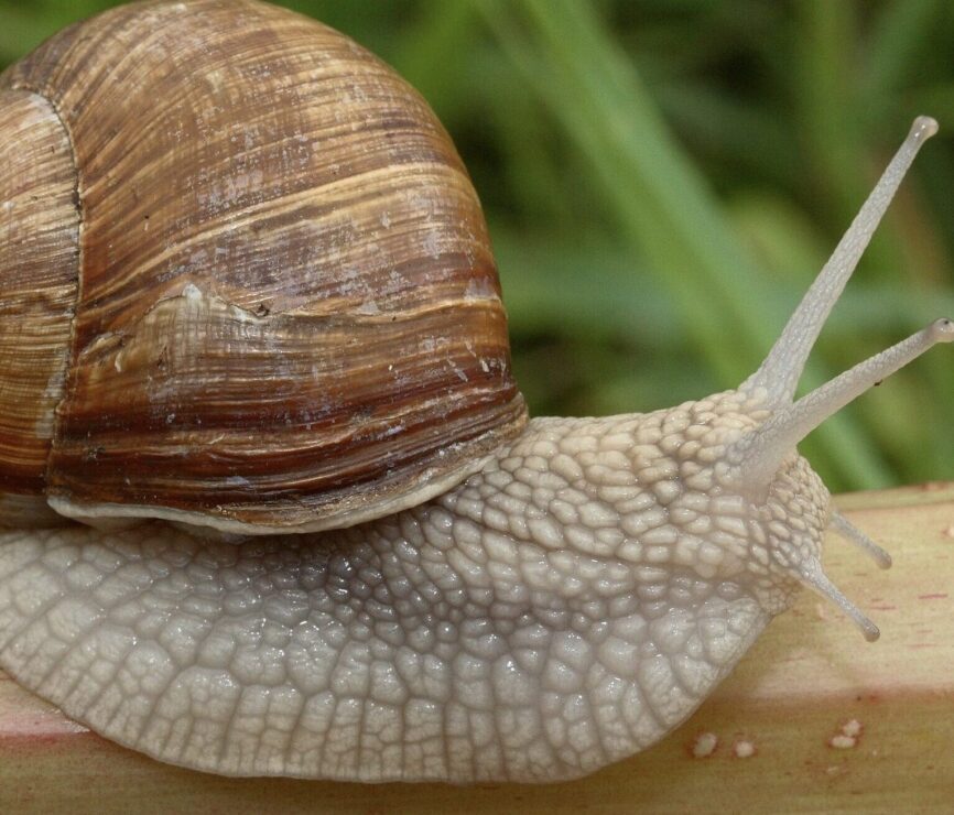 Roman snails/Leatherhead padel centre/Nikhil Mohindra