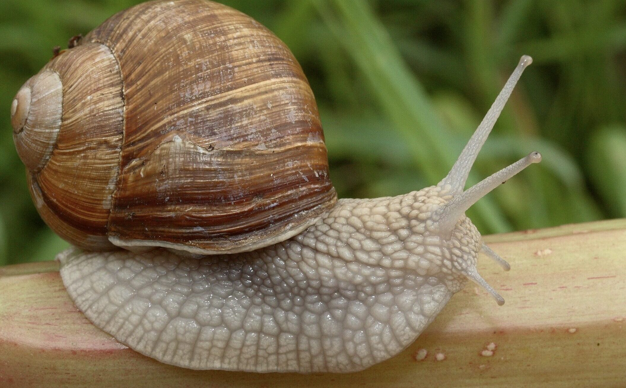 Roman snails/Leatherhead padel centre/Nikhil Mohindra